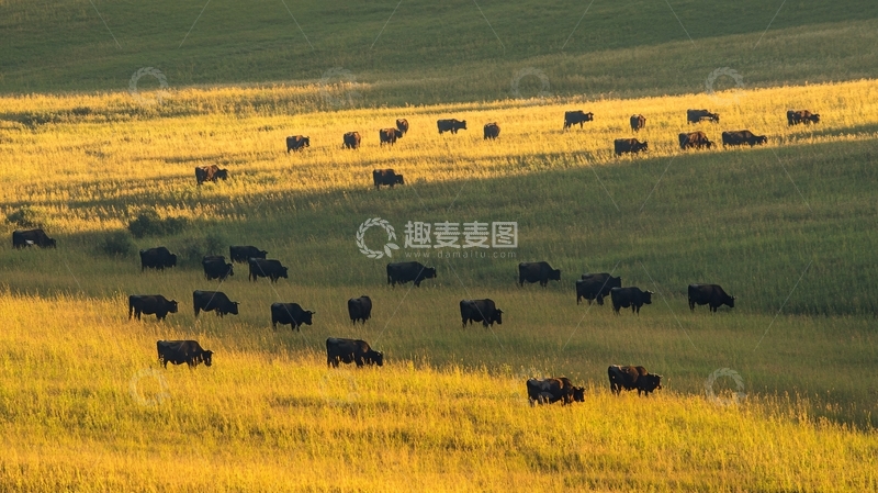 高清大图下载【趣麦麦图】傍晚草原牧归牛群13
