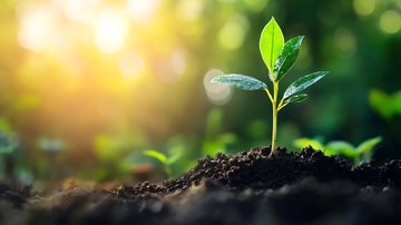 土壤里绿色生命8