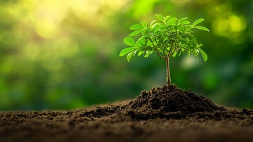 土壤里绿色生命9