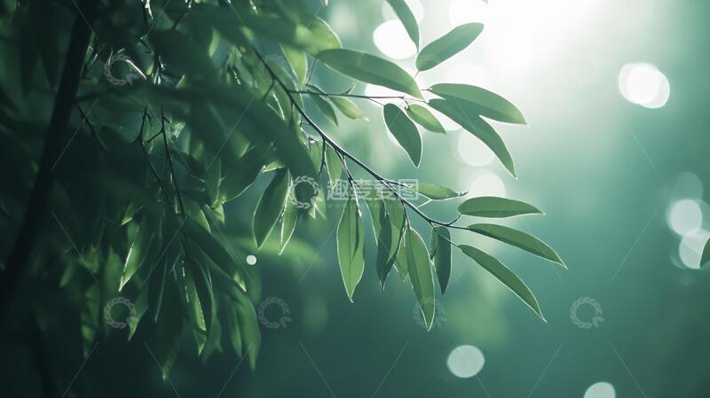 高清大图下载【趣麦麦图】阳光唯美枝叶5