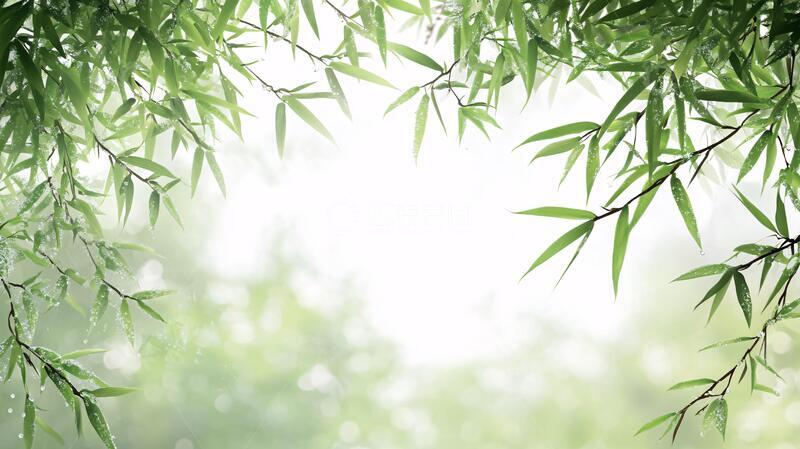 高清大图下载【趣麦麦图】唯美竹叶背景76