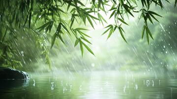 竹林雨景竹林竹叶雨水