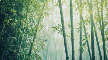 竹林晨雾晨雾迷雾梦幻