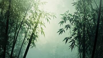 迷雾翠竹迷雾晨雾大雾