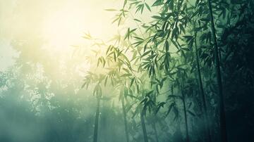 迷雾翠竹迷雾竹影晨雾