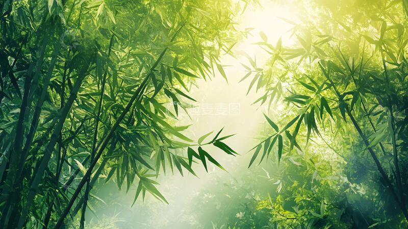 高清大图下载【趣麦麦图】唯美竹影竹韵62