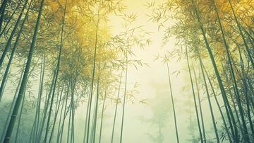 竹林晨雾晨雾迷雾画意