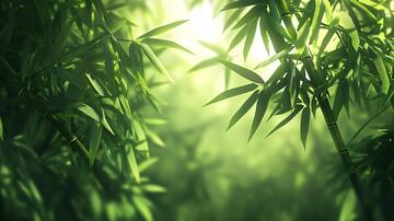 唯美竹叶竹叶背景壁纸