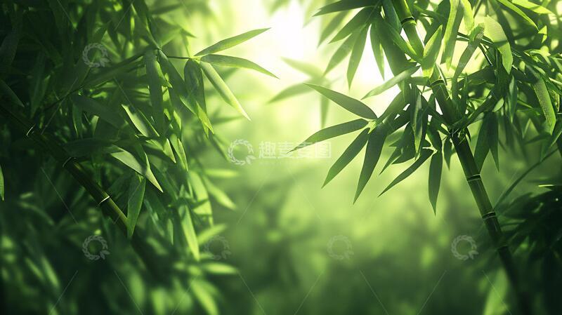 高清大图下载【趣麦麦图】唯美竹叶竹叶背景壁纸