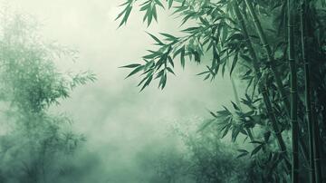 迷雾翠竹迷雾云雾意境