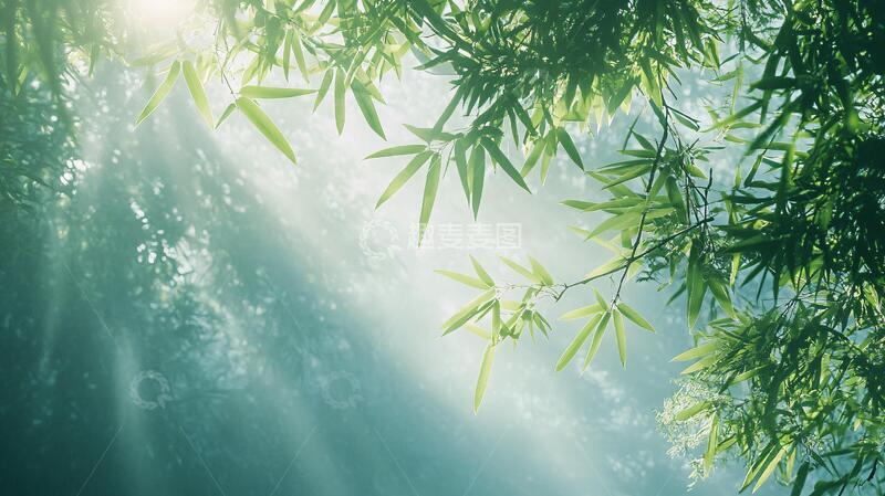 高清大图下载【趣麦麦图】唯美竹影竹韵115