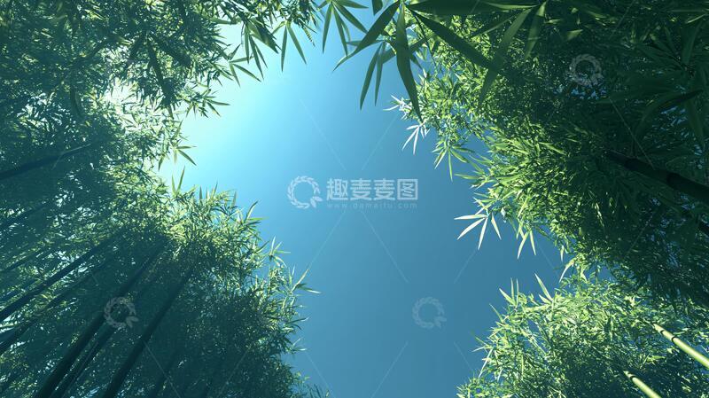 高清大图下载【趣麦麦图】-竹林背景桌面11