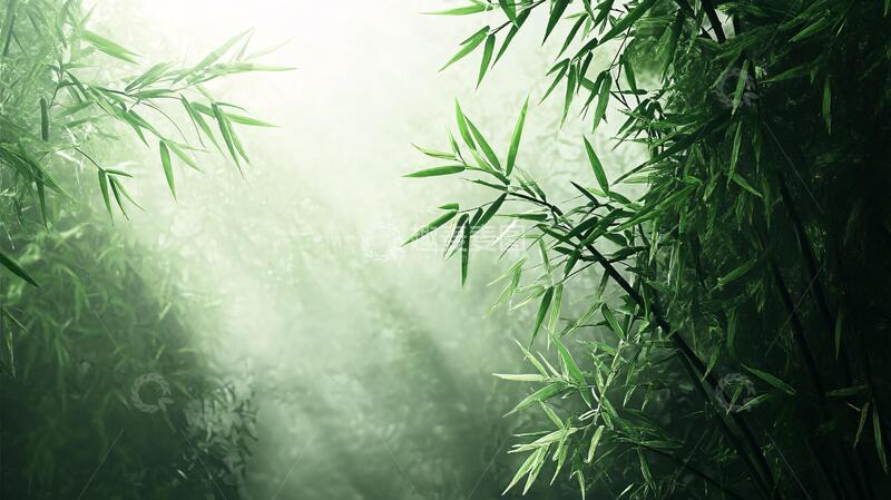 高清大图下载【趣麦麦图】唯美竹影竹韵102