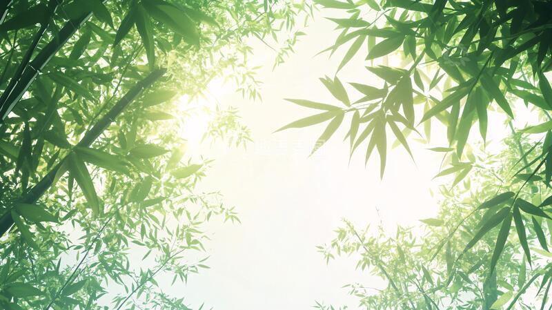 高清大图下载【趣麦麦图】唯美竹叶实拍4