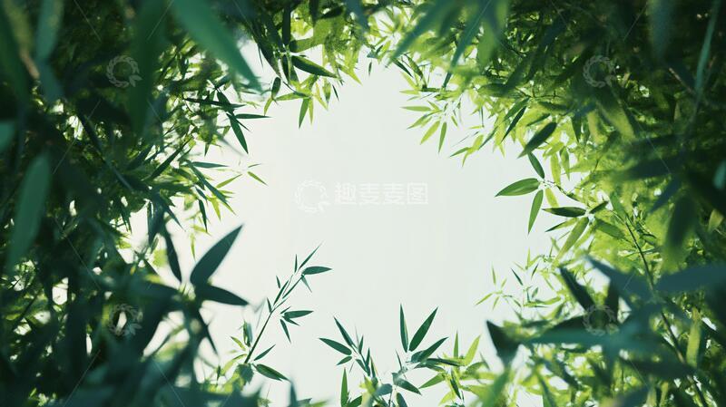高清大图下载【趣麦麦图】唯美竹叶实拍5