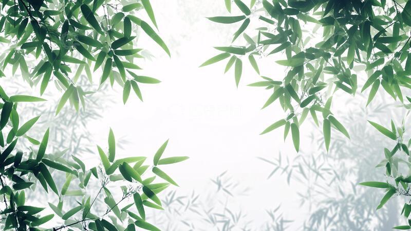 高清大图下载【趣麦麦图】唯美竹叶背景137