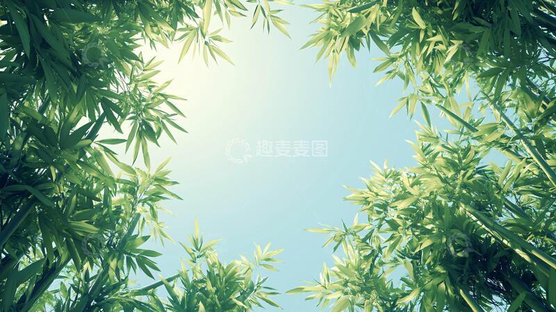 高清大图下载【趣麦麦图】唯美竹叶背景133
