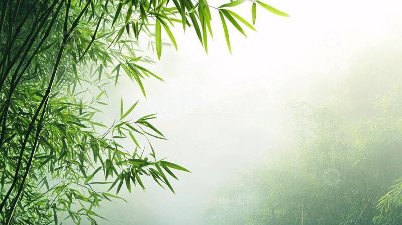 高清大图下载【趣麦麦图】迷雾翠竹竹影背景迷雾