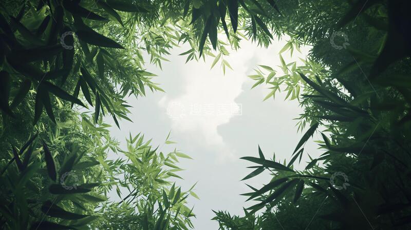 高清大图下载【趣麦麦图】绿竹光晕竹叶绿竹竹影