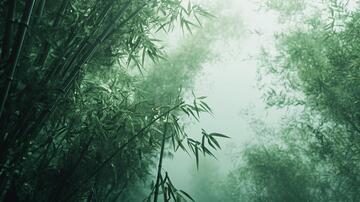 竹林云雾云雾迷雾梦幻