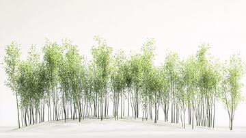 毛竹林白墙白墙树木植物