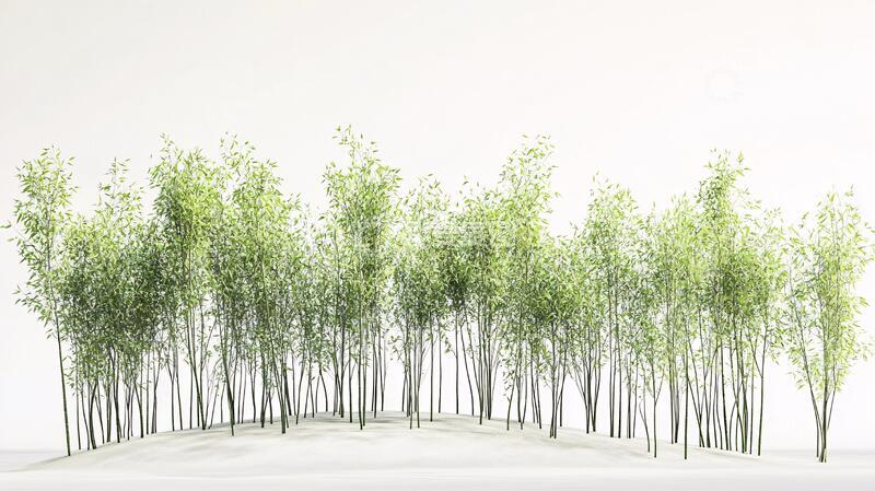 高清大图下载【趣麦麦图】毛竹林白墙白墙树木植物