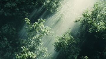 梦幻竹林梦幻光影背景