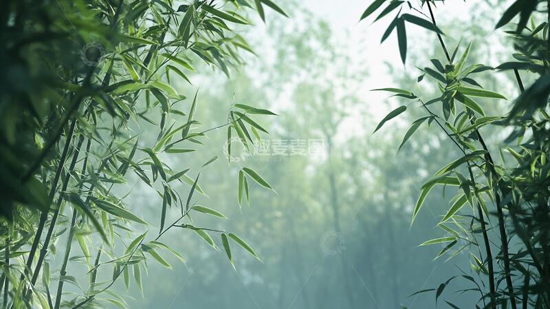 高清大图下载【趣麦麦图】唯美竹影竹韵75