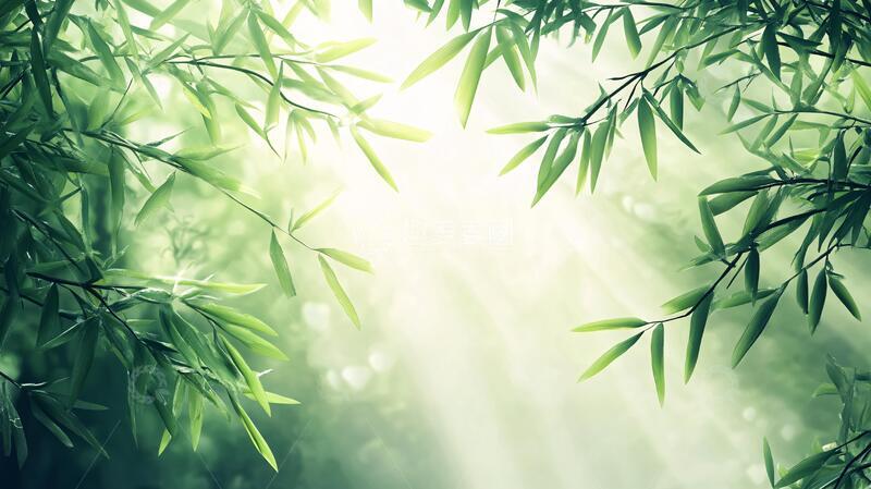 高清大图下载【趣麦麦图】唯美竹林背景65