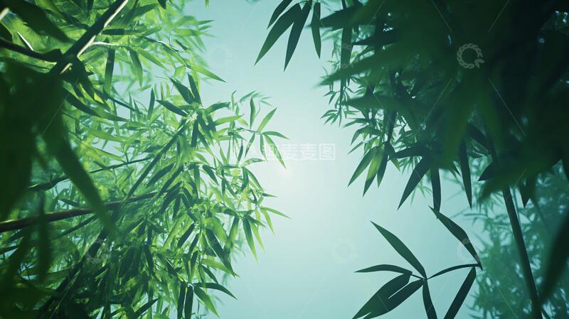 高清大图下载【趣麦麦图】唯美竹叶实拍2