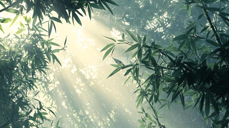 高清大图下载【趣麦麦图】唯美竹影竹韵81