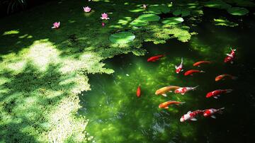 荷塘与金鱼荷塘金鱼荷花