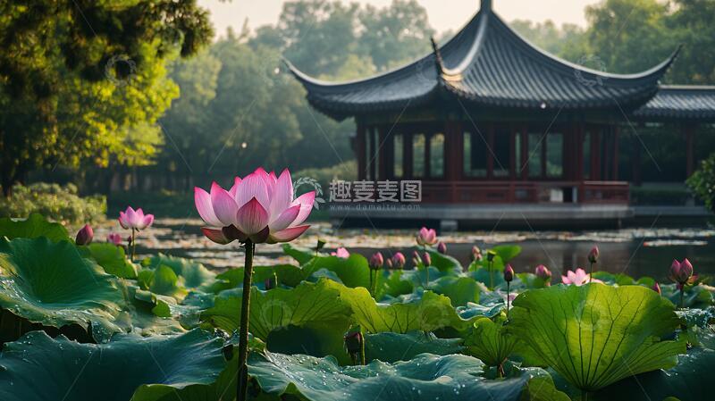 高清大图下载【趣麦麦图】曲院风荷荷花1