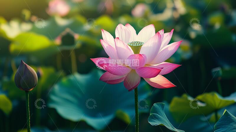 高清大图下载【趣麦麦图】荷花高清电脑桌面壁纸40