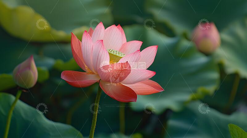 高清大图下载【趣麦麦图】荷花高清电脑桌面壁纸38