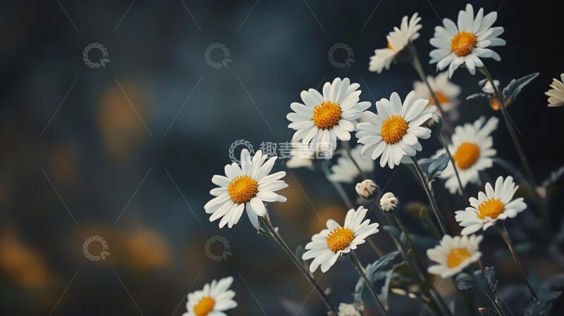 高清大图下载【趣麦麦图】户外宁静小雏菊