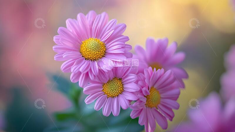 高清大图下载【趣麦麦图】高清花卉壁纸11