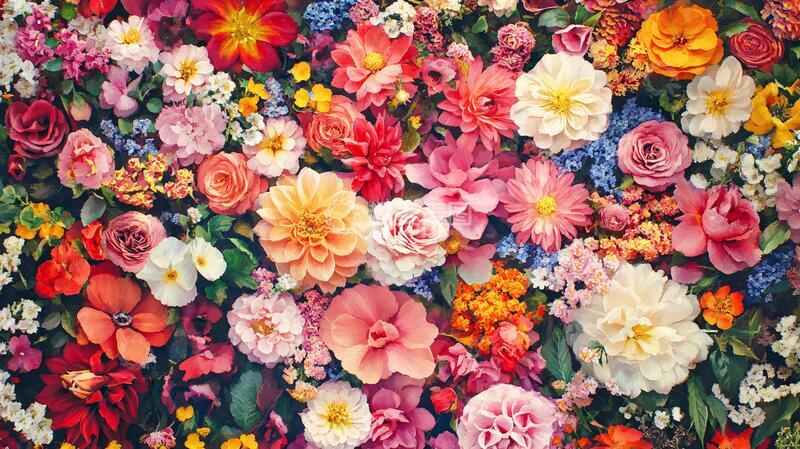 高清大图下载【趣麦麦图】高清鲜花墙鲜花花墙彩色