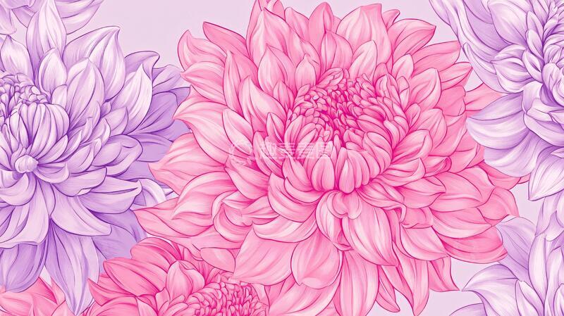 高清大图下载【趣麦麦图】大丽花插画手绘插画封面