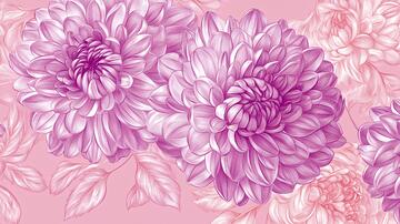 手绘大丽花手绘插画粉色