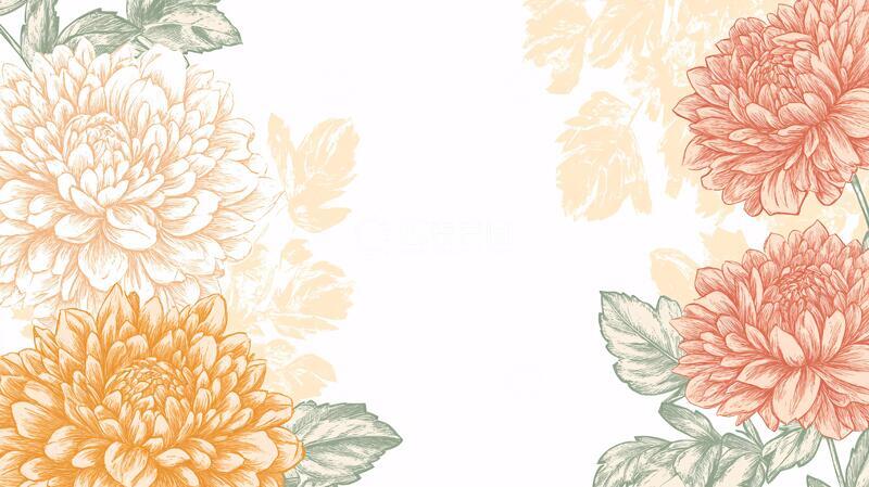 高清大图下载【趣麦麦图】手绘大丽菊手绘插画菊花