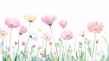 格桑花插画手绘花草水彩