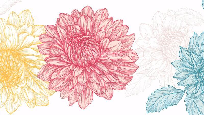 高清大图下载【趣麦麦图】手绘大丽花手绘菊花插画