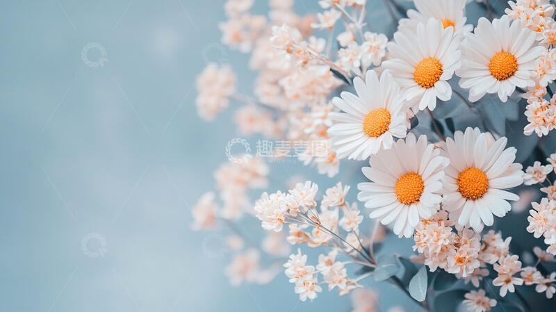 高清大图下载【趣麦麦图】高清花卉壁纸6