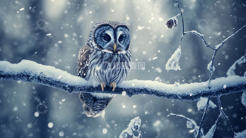 高清大图下载【趣麦麦图】猫头鹰雪