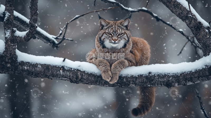 高清大图下载【趣麦麦图】动物雪景