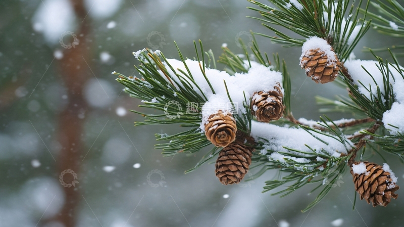 高清大图下载【趣麦麦图】松枝上的雪