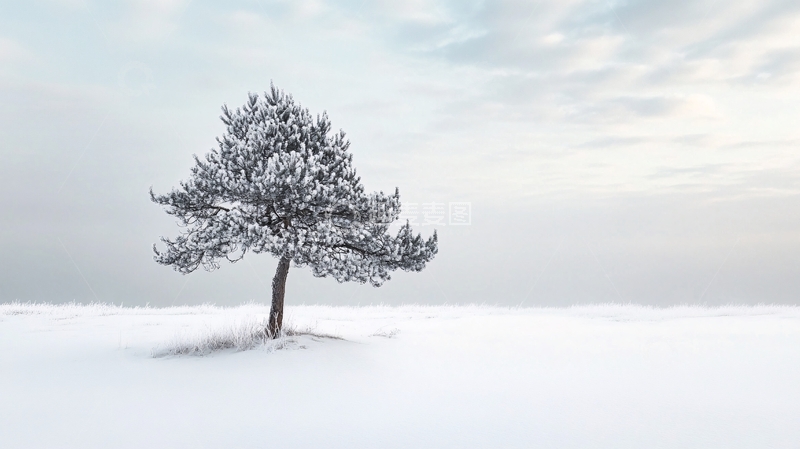 高清大图下载【趣麦麦图】冬季雪原一棵树