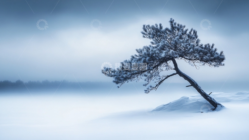 高清大图下载【趣麦麦图】冬季雪原一颗松树
