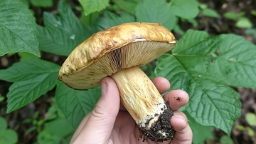 野生菌黄把伞